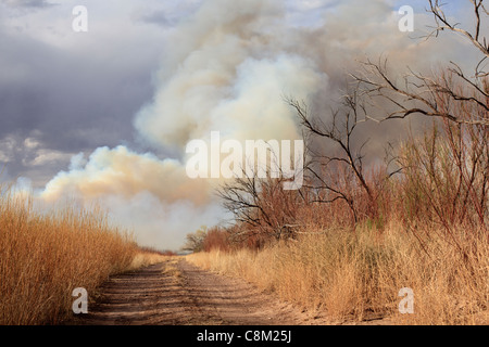 Il fumo proveniente da un nuovo Messico wildfire burning in terreno asciutto. Foto Stock