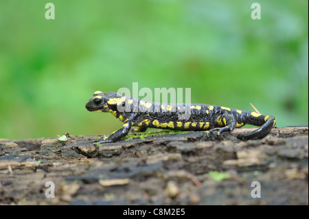 Salamandra pezzata (Salamandra salamandra terrestris) su un caduto albero morto tronco Foto Stock