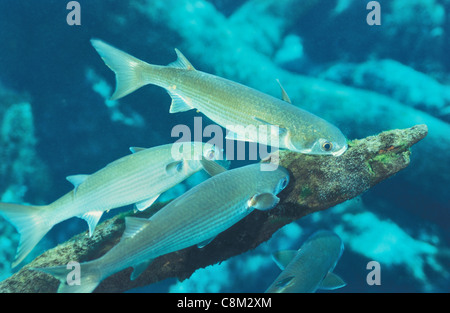 Striping - bottarga di muggine nero - Mare - bottarga di muggine Flathead - cefalo (Mugil cefalo) secca dei pesci in cerca di cibo Foto Stock