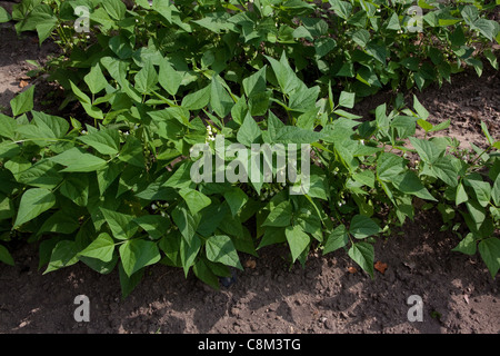 Fioritura verde piante di Fagioli (Phaseolus cultivar) in orto,a metà giugno, Michigan STATI UNITI Foto Stock