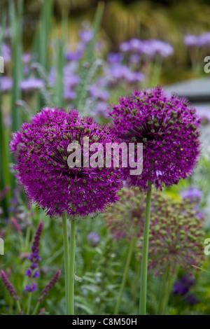 Alliums in bee frontiera presso la Cambridge University Botanic Garden Foto Stock