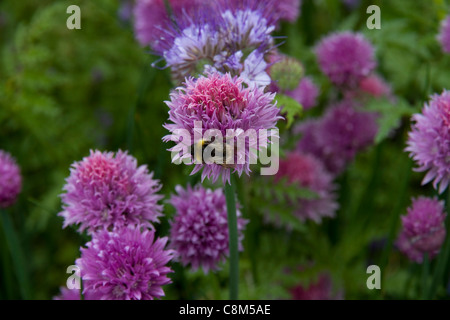 Un ape su erba cipollina in bee frontiera presso la Cambridge University Botanic Garden Foto Stock