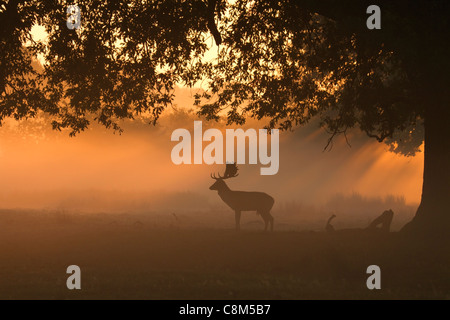 Daini, Dama Dama buck silhouette nella luce del mattino Foto Stock