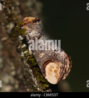 Buff suggerimento falena che mostra il suo ramoscello come qualità utilizzati per camuffare. Foto Stock