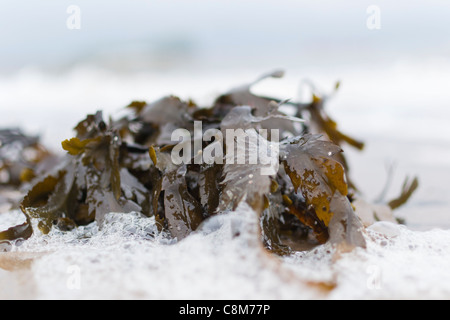 Fucus alga lavato fino a una spiaggia in Scozia. Foto Stock