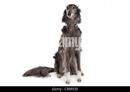 Silken windhound davanti a uno sfondo bianco Foto Stock