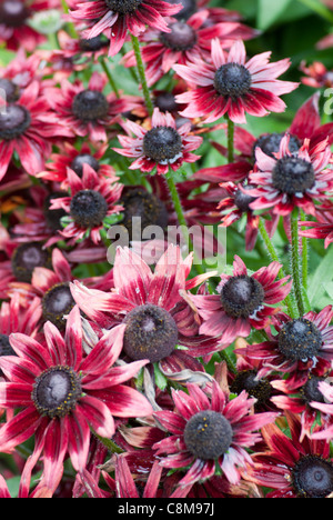 Rudbeckia Hirta 'cherry brandy' Foto Stock