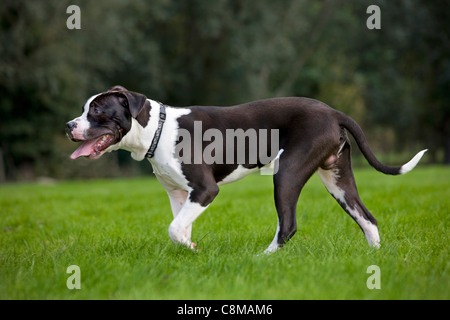 American Staffordshire terrier (Canis lupus familiaris) in giardino Foto Stock