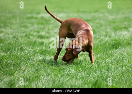 Vizsla ungherese cane da caccia con golden ruggine coat (Canis lupus familiaris) sniffing in campo, Belgio Foto Stock