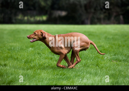 Vizsla ungherese cane da caccia con golden ruggine coat (Canis lupus familiaris) in esecuzione in campo, Belgio Foto Stock