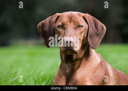 Vizsla ungherese cane da caccia con golden ruggine coat (Canis lupus familiaris) nel giardino, Belgio Foto Stock