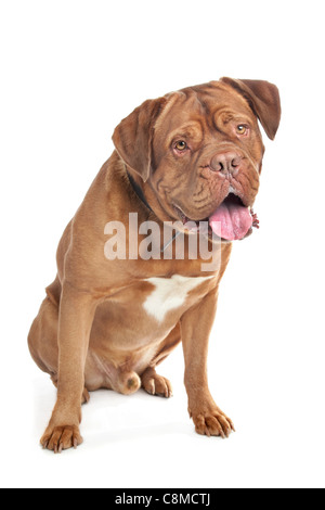 Dogue de Bordeaux davanti a uno sfondo bianco Foto Stock