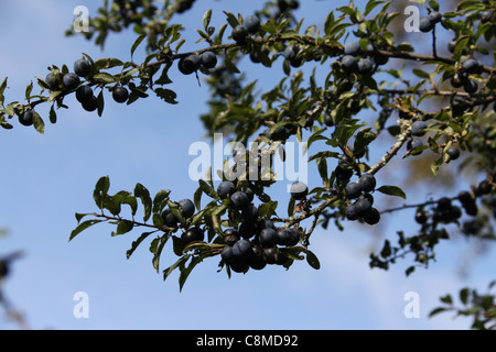 Prugnole pronto per il prelievo in novembre Foto Stock