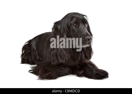 English Cocker Spaniel davanti a uno sfondo bianco Foto Stock