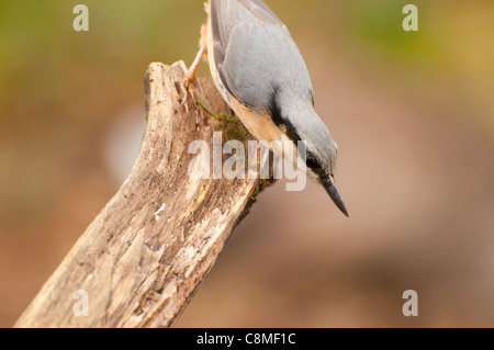 Nuthatch (sitta europaea) alimentazione e pappata in bosco, Cheshire Foto Stock