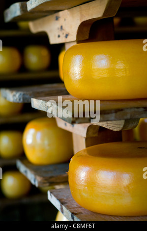 Tutto intorno i formaggi stagionati su scaffalature in legno Foto Stock