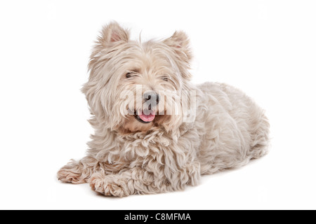 West Highland White Terrier di fronte a uno sfondo bianco Foto Stock