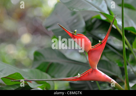 Heliconia stricta Foto Stock