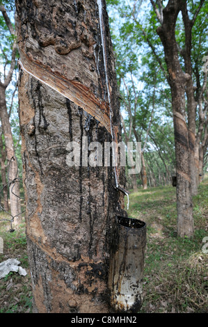 Toccando la gomma da un albero di gomma in Kerala la piantagione di gomma che mostra la corteccia di pelati e lattice raccolta pot antigoccia sotto Foto Stock