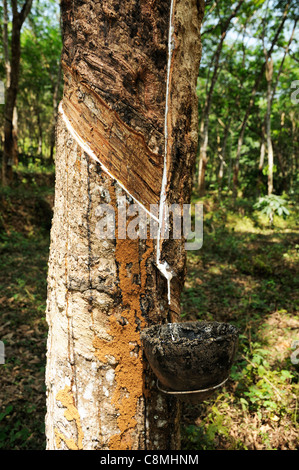 Toccando la gomma da un albero di gomma ina Kerala piantagione di gomma che mostra la corteccia di pelati e lattice raccolta pot antigoccia sotto Foto Stock