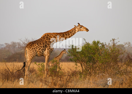 La madre e il bambino giraffa a mangiare le foglie Foto Stock