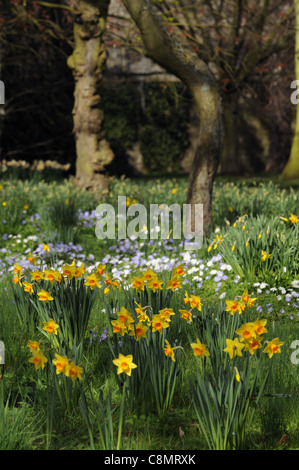 Fiori di Primavera narcisi narcissus olandese Crocus bianco blanda anemone crescente selvatici natually naturalising erba di prato prato Foto Stock