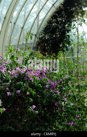 Il Bougainvillea glabra conservatorio ritratti di piante fiori fioritura fiorisce petali evergreen woody vitigno bianco giugno viola Foto Stock