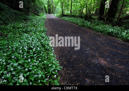 Allium ursinum tappeto di aglio selvatico linea di confine del rivestimento confinanti con un percorso attraverso boschi St Catherines park lucan dublin Foto Stock