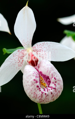 Cypripedium formosanum rosa bianco macchiato signora slipper orchid Formosa Pianella della Madonna Foto Stock