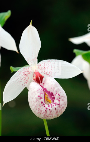 Cypripedium formosanum rosa bianco macchiato signora slipper orchid Formosa Pianella della Madonna Foto Stock