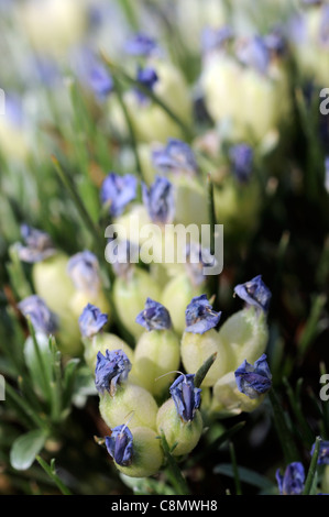 Erinacea anthyllis porcospino blu di Ginestra Ginestra, ramo Thorn blu punta a punta e rabboccato top fiori bianchi bloom blossom molla Foto Stock