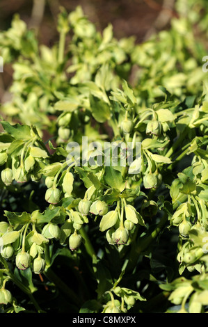 Helleborus foetidus l'elleboro puzzolente dungwort recare il piede i fiori sbocciano primavera sbocciano i fiori piante erbacee perenni pendenti di piante Foto Stock