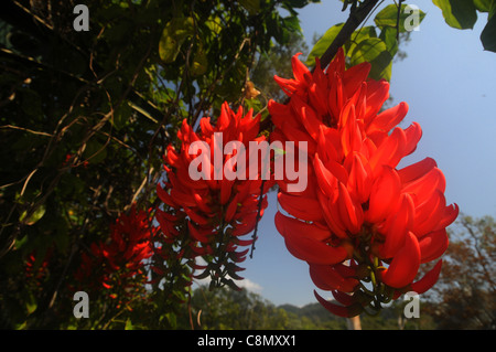 Spettacolari fioriture di Red Jade Vine (Mucuna bennetti) a Laghi Centenari, Cairns, Queensland, Australia Foto Stock