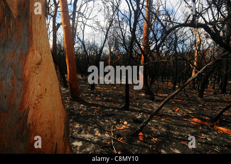 Foresta bruciato dal bushfire, incluse gengive scribbly (eucalipto racemosa), l'Isola di Fraser Area del Patrimonio Mondiale, Australia Foto Stock