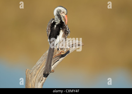 Rosso-fatturati hornbill (Tockus erythrorhynchus) preening, Sud Africa Foto Stock