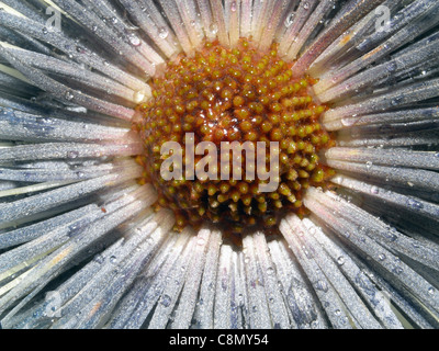 Swamp banksia (Banksia robur), guardando verso il basso sulla parte superiore del cono di fioritura Foto Stock