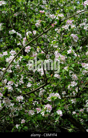 Malus domestica bramleys piantina apple blossom aprile molla closeup ritratti vegetali rosa bianco fiori fiori Foto Stock