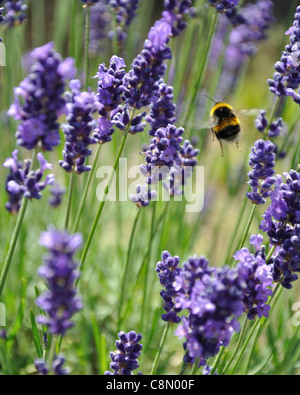 La lavanda, piante, bee Foto Stock