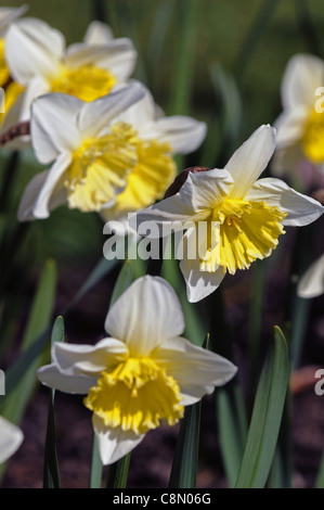 Narciso ice follies closeup messa a fuoco selettiva di colore bianco crema pastello giallo pallido petali di fiori di ritratti di bulbi di primavera narcisi Foto Stock