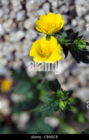 Alpine Cinquefoil Potentilla crantzii fiore giallo fiore primavera sbocciano i fiori Foto Stock