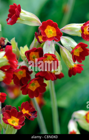 Primula veris Sunset Shades,primula,cowslip,cowslips,red,yellow,flower,flowering,spring,RM Floral Foto Stock