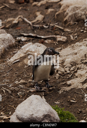 Jackass o africano Penguin (Spheniscus demersus) a Stoney Point, Sud Africa Foto Stock