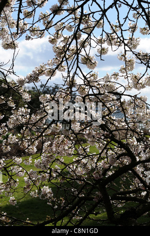 prunus yedoensis Yoshino Cherry Somei-yoshino hybrid cherry white bloom blossom early spring Foto Stock