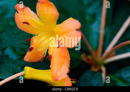 Rhododendron Sunny Lepidote arancione a forma di tromba fiori metà hardy nana arbusto Foto Stock