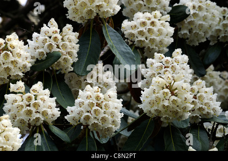 Bianco fiori di rododendro fiore fiore fiorisce blossoms tree Foto Stock