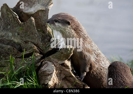 Oriental a breve artigliato Otter Foto Stock