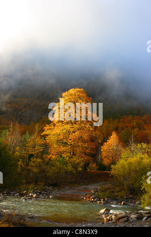 Alberi di faggio (Fagus sylvatica) in autunno. Parco Nazionale di Ordesa y Monte Perdido. Provincia di Huesca. Aragon, Pirenei Foto Stock