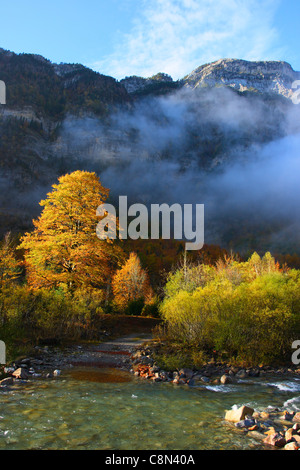 Fiume Arazas e faggio (Fagus sylvatica) in autunno. Parco Nazionale di Ordesa y Monte Perdido. Provincia di Huesca. Pirenei Aragonesi Foto Stock