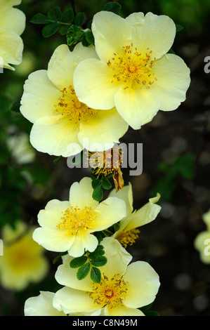 Rosa xanthina Canary uccello giallo fiore rosa ad arbusto grappoli di fiori fern-come fogliame inarcamento steli spinosi Foto Stock