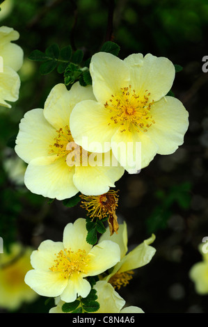 Rosa xanthina Canary uccello giallo fiore rosa ad arbusto grappoli di fiori fern-come fogliame inarcamento steli spinosi Foto Stock